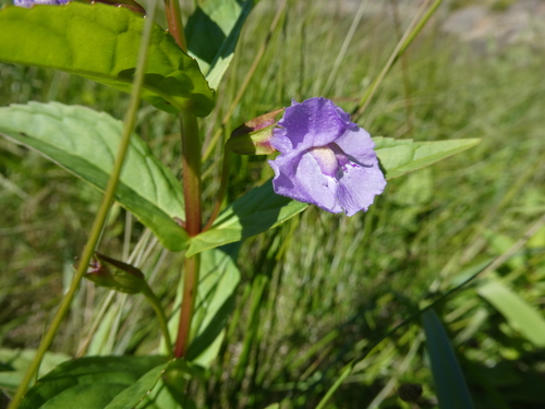 Mimulus ringens, photograph 5