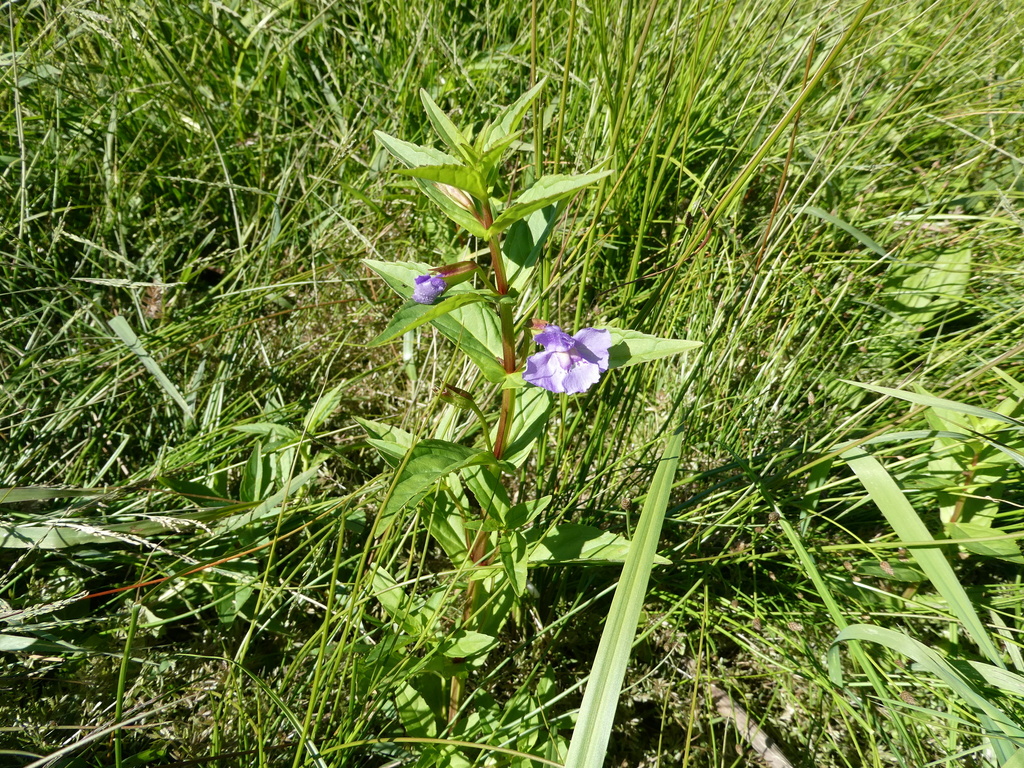 Mimulus ringens; photograph author not stated, no rights reserved