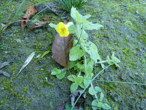 Erythranthe moschata observed 2026-09-24