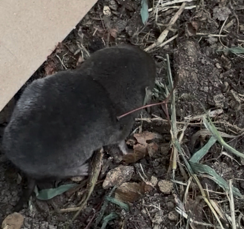 Northern Short-tailed Shrew