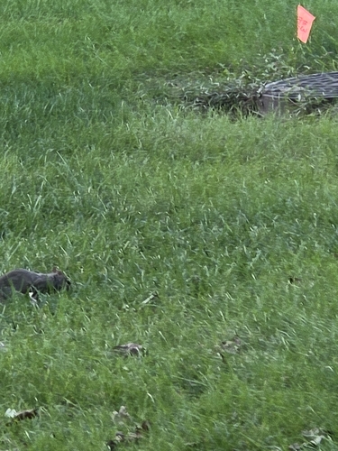 Eastern Gray Squirrel