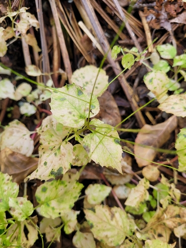 Circaea alpina, photograph 1