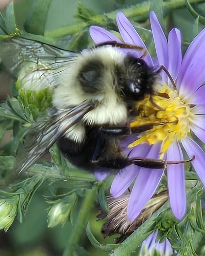 Common Eastern Bumble Bee