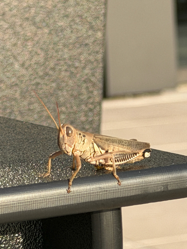 Differential Grasshopper