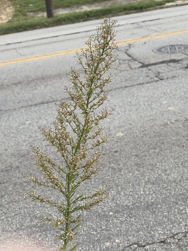 horseweed