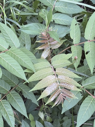 tree-of-heaven