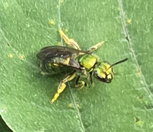 Pure Green Sweat bee