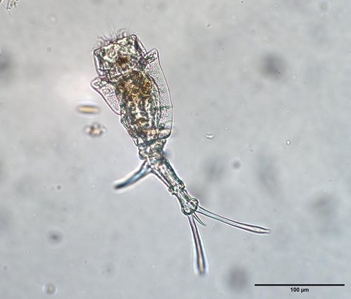 Trichotria pocillum
