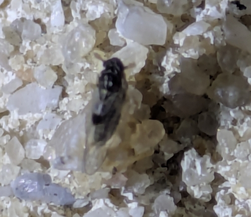 Delphacodes, 2026-09-15