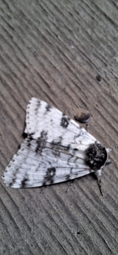 White Underwing