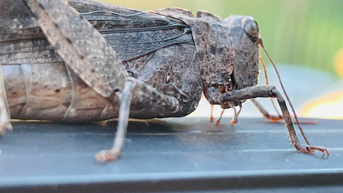 Carolina Grasshopper