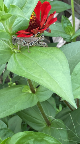 Differential Grasshopper