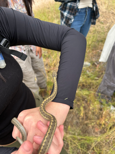 Western Terrestrial Garter Snake