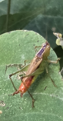 Short-winged Meadow Katydid