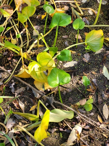 Calla palustris