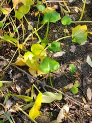 Calla palustris