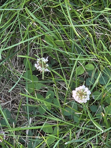 white clover