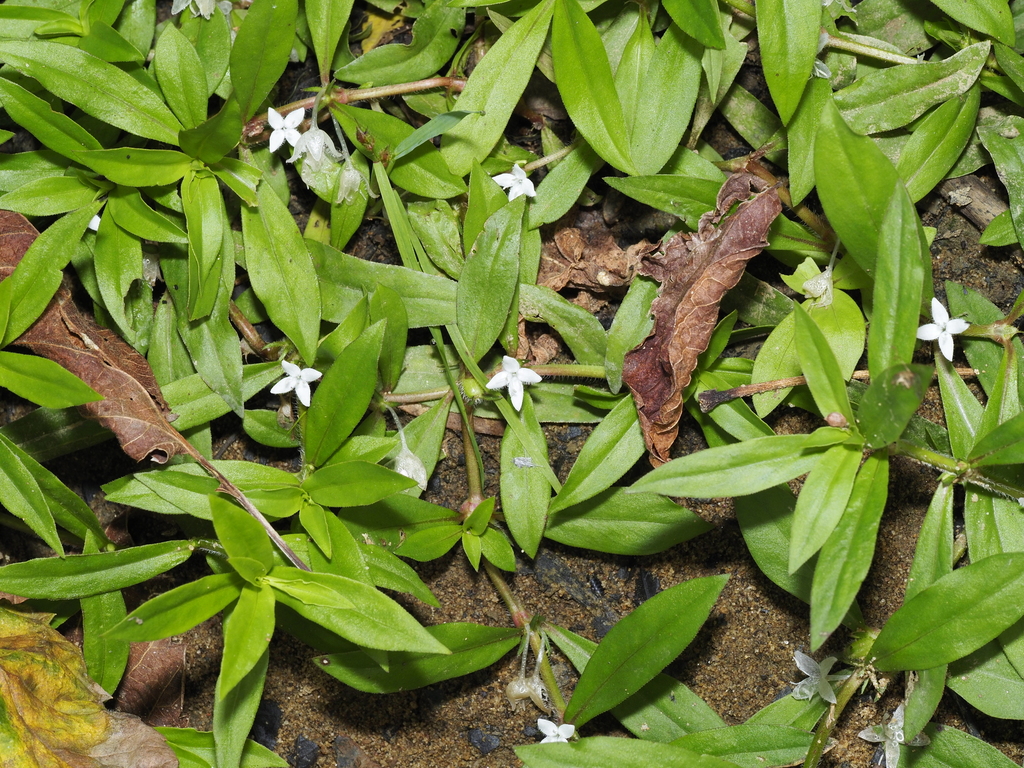 Diodia virginiana; photograph (c) Tanner Shepard, some rights reserved (CC BY)