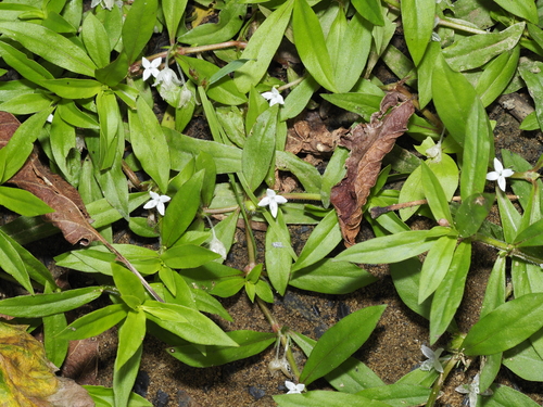 Diodia virginiana
