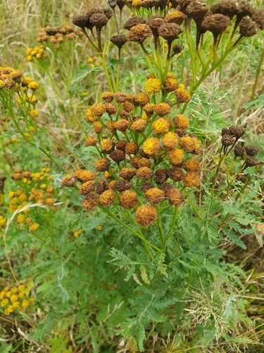 tansy