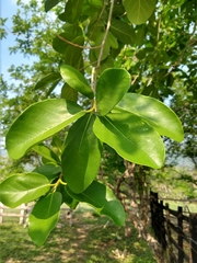 Ficus maxima