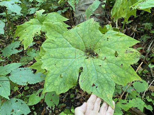 Diphylleia cymosa observed 2026-09-20