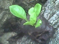 Myrmecodia