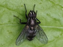 Rhinomorinia sarcophagina