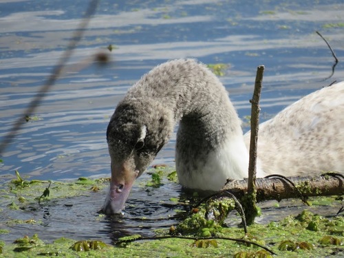 Cygne à cou noir, jeune