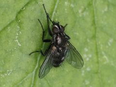 Rhinomorinia sarcophagina