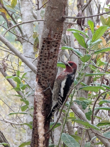 Red-breasted Sapsucker