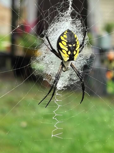 Yellow Garden Spider