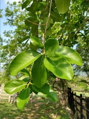 Ficus maxima