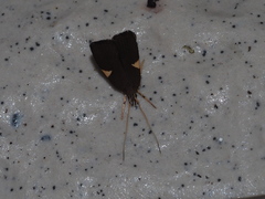 Thubana microcera