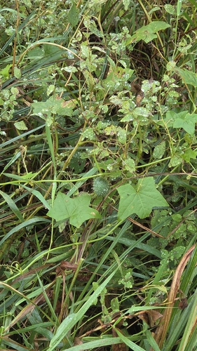 prickly cucumber