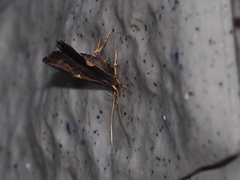 Thubana microcera