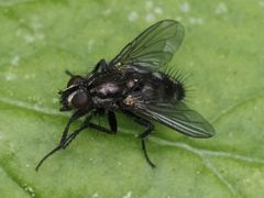 Rhinomorinia sarcophagina