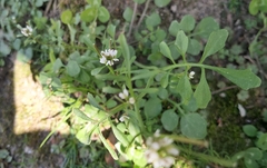 Cardamine hirsuta