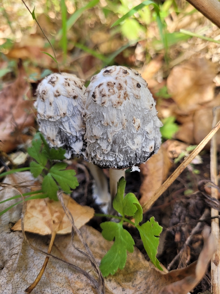 Shaggy Mane · September 2026 · photo: Photo: (c) Robyn Perkins, some rights reserved (CC BY) · iNaturalist