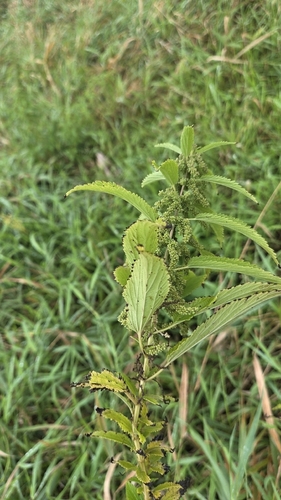 slender stinging nettle