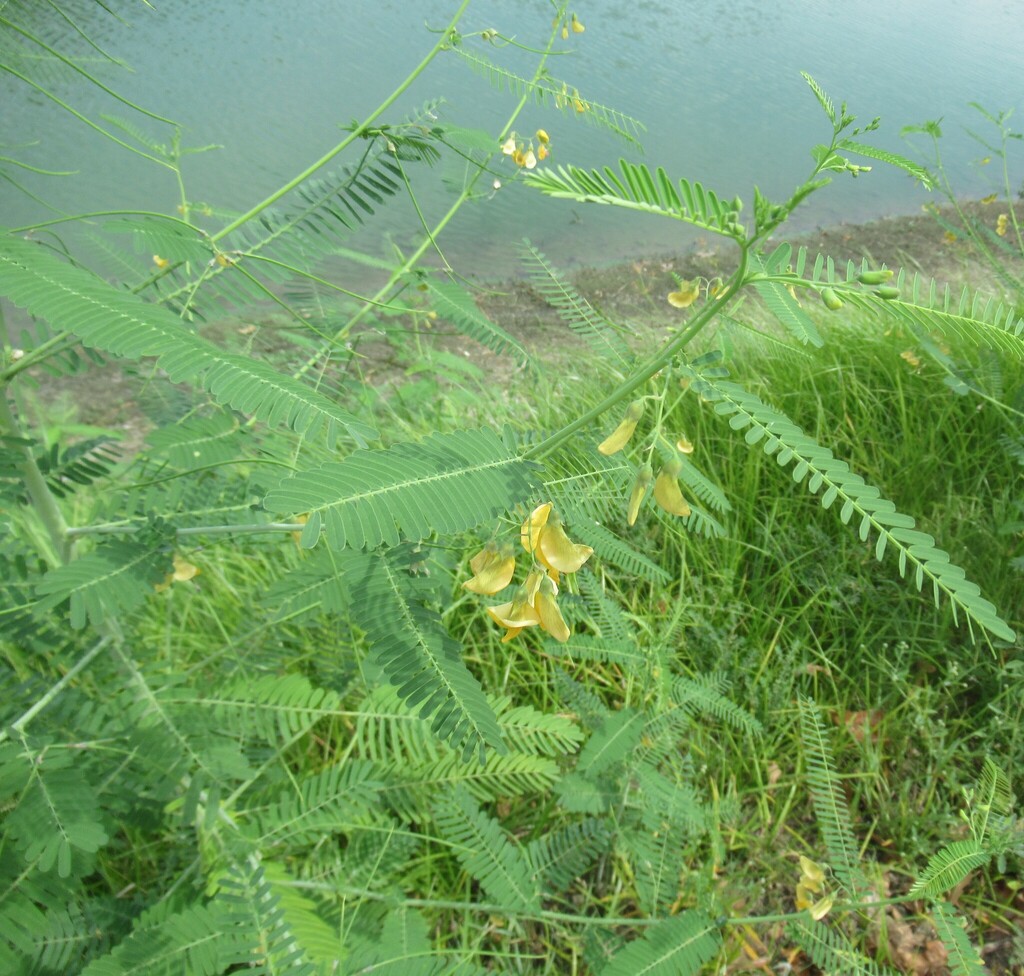 Sesbania herbacea; photograph (c) Linda Jo Conn, some rights reserved (CC BY)