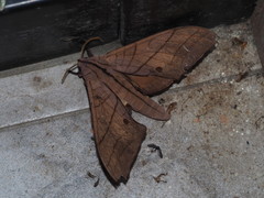 Marumba cristata bukaiana