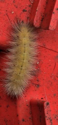 Virginian Tiger Moth