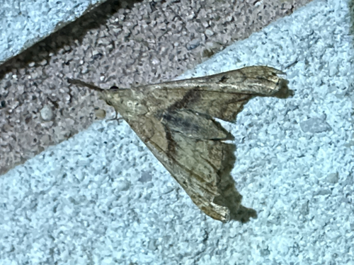 Dark-spotted Palthis Moth