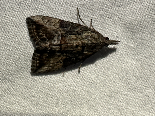 Green Cloverworm Moth
