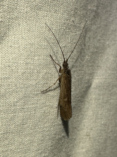 Limnephilus submonilifer