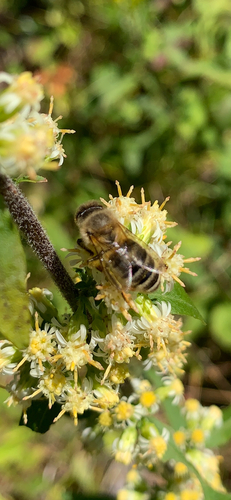 Western Honey Bee