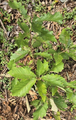 Quercus montana