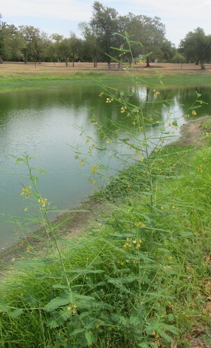 Sesbania herbacea, photograph 6