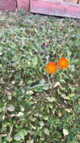 orange hawkweed